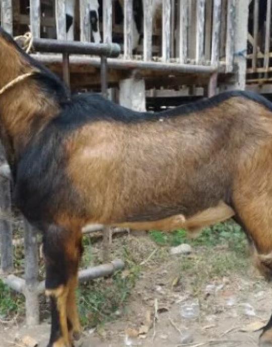 Kambing Jawa